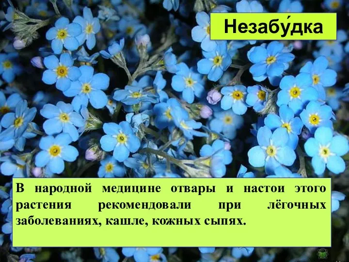 Незабу́дка В народной медицине отвары и настои этого растения рекомендовали при лёгочных заболеваниях, кашле, кожных сыпях.