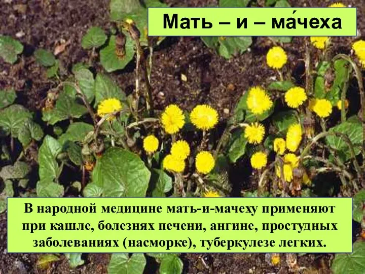 Мать – и – ма́чеха В народной медицине мать-и-мачеху применяют