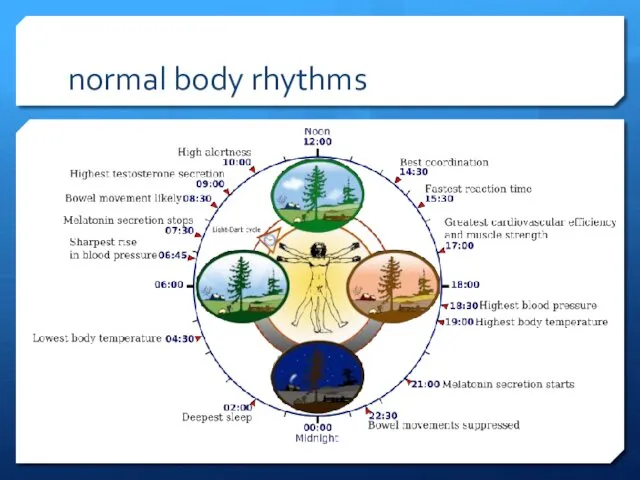 normal body rhythms