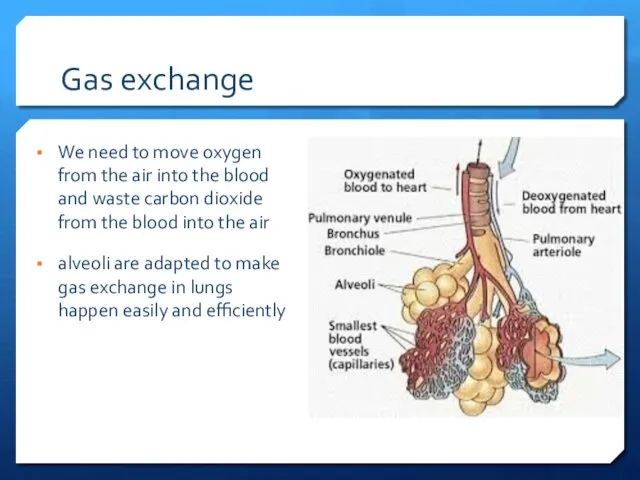 Gas exchange We need to move oxygen from the air