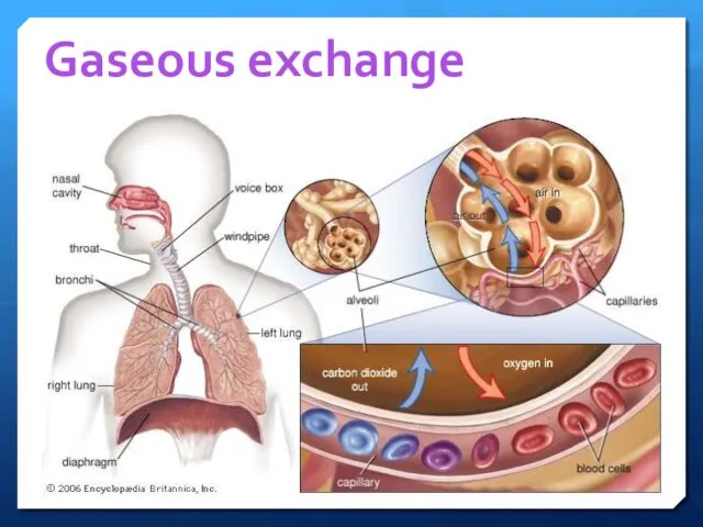 Gaseous exchange