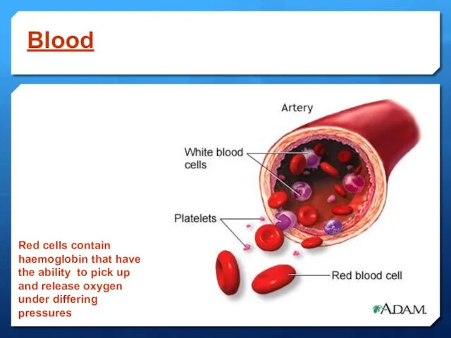 Blood Red cells contain haemoglobin that have the ability to