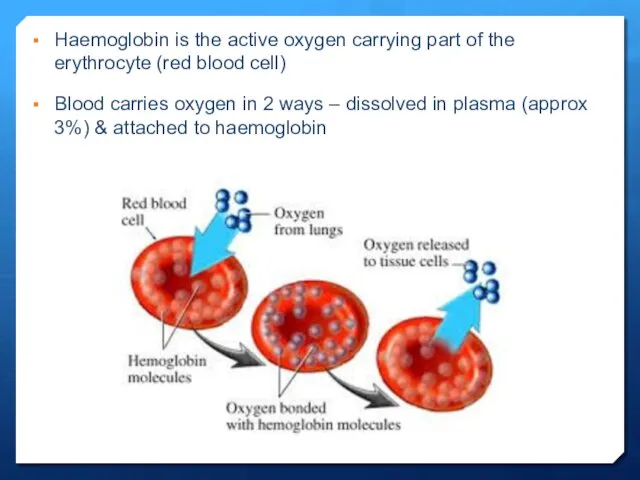 Haemoglobin is the active oxygen carrying part of the erythrocyte