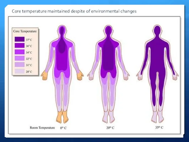 Core temperature maintained despite of environmental changes