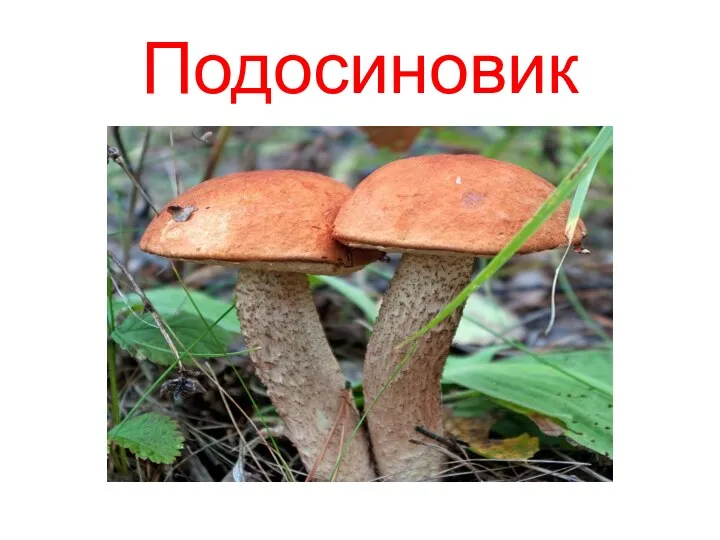 Подосиновик