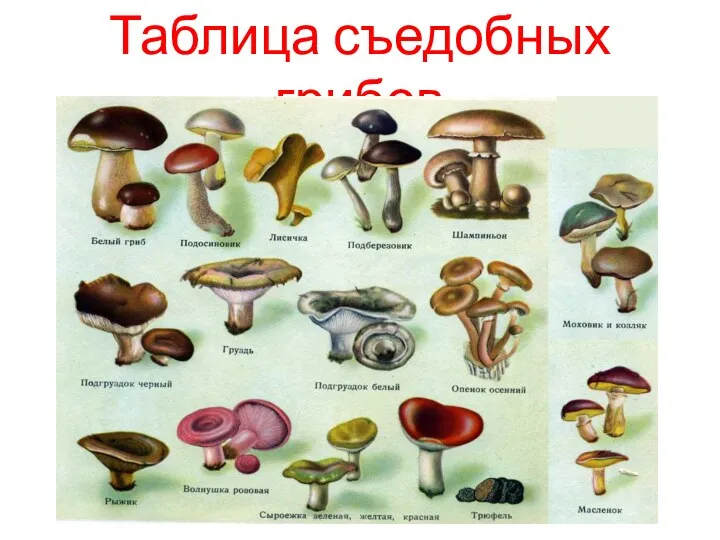 Таблица съедобных грибов