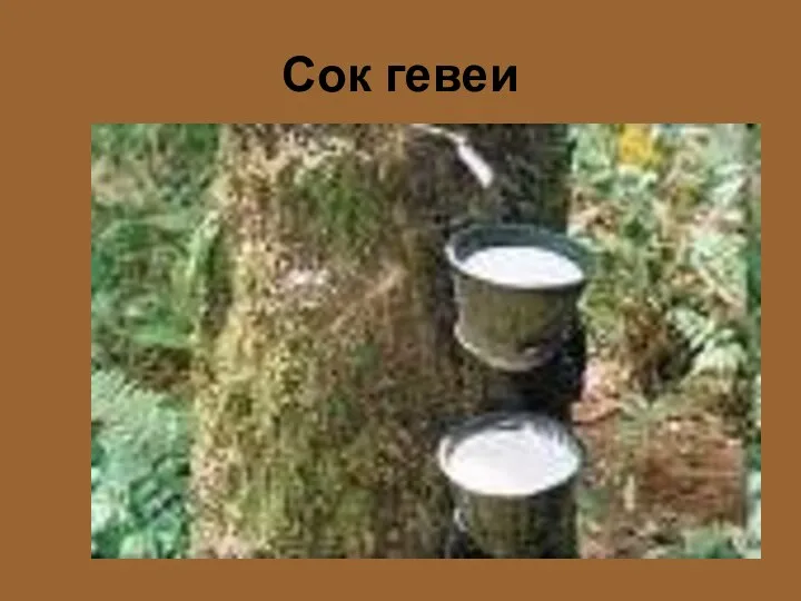 Сок гевеи