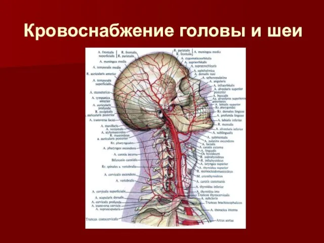 Кровоснабжение головы и шеи