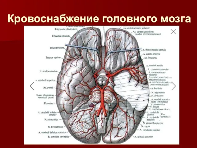 Кровоснабжение головного мозга