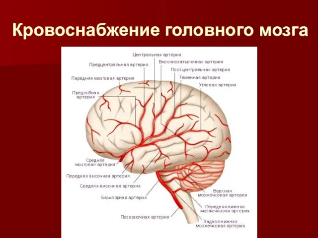 Кровоснабжение головного мозга