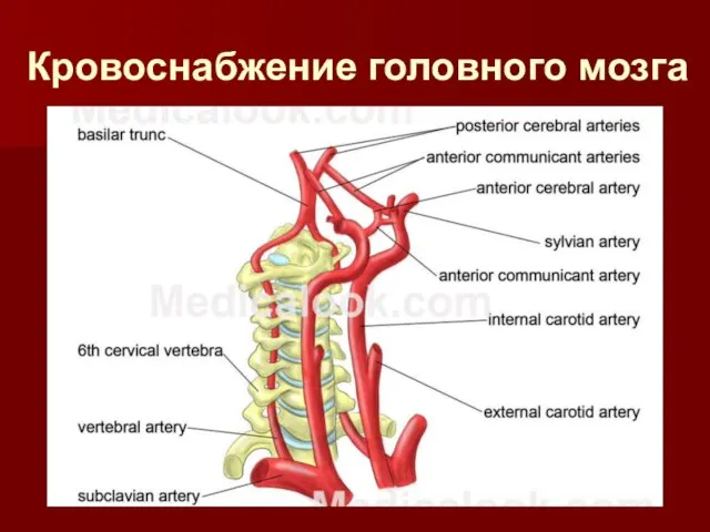 Кровоснабжение головного мозга