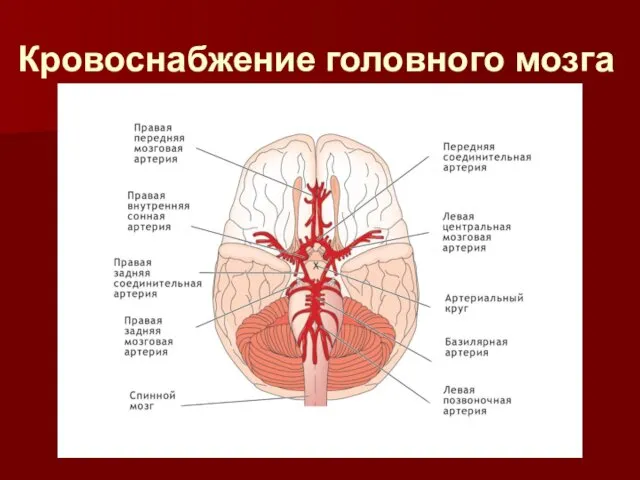 Кровоснабжение головного мозга