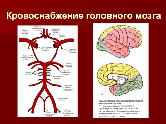 Кровоснабжение головного мозга