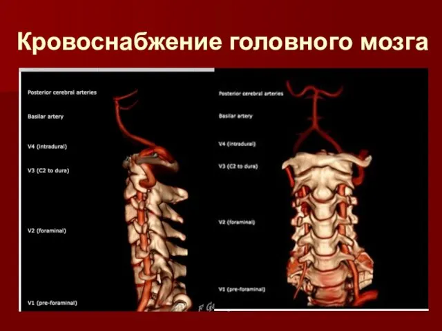 Кровоснабжение головного мозга