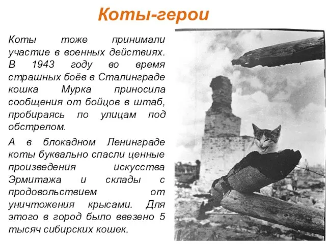 Коты-герои Коты тоже принимали участие в военных действиях. В 1943