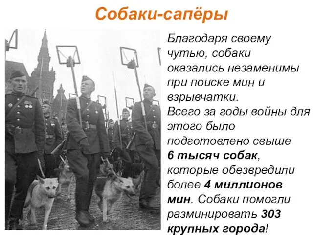 Собаки-сапёры Благодаря своему чутью, собаки оказались незаменимы при поиске мин