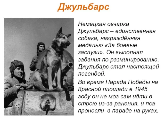 Джульбарс Немецкая овчарка Джульбарс – единственная собака, награждённая медалью «За