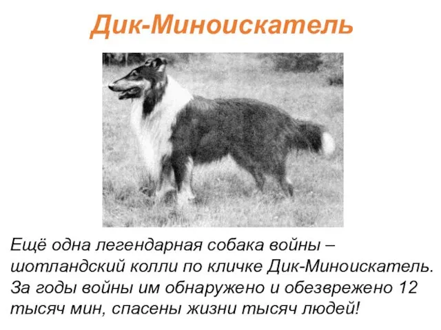 Дик-Миноискатель Ещё одна легендарная собака войны – шотландский колли по