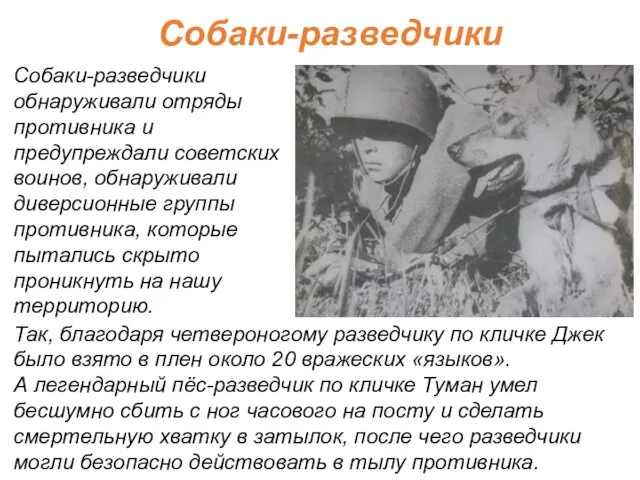 Собаки-разведчики Собаки-разведчики обнаруживали отряды противника и предупреждали советских воинов, обнаруживали