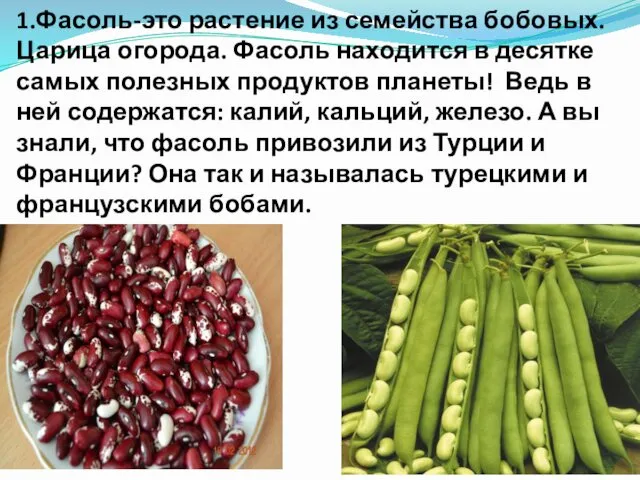 1.Фасоль-это растение из семейства бобовых. Царица огорода. Фасоль находится в