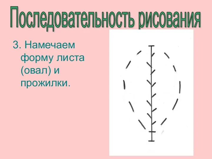 Последовательность рисования 3. Намечаем форму листа (овал) и прожилки.