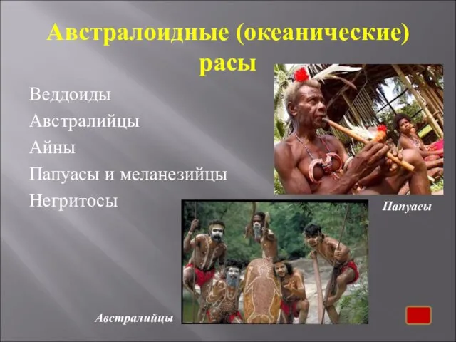 Австралоидные (океанические) расы Веддоиды Австралийцы Айны Папуасы и меланезийцы Негритосы Папуасы Австралийцы