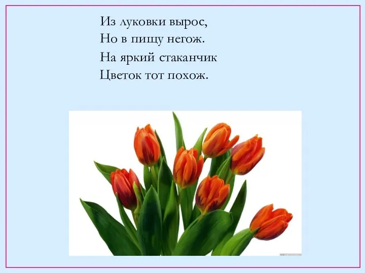 Из луковки вырос, Но в пищу негож. На яркий стаканчик Цветок тот похож.