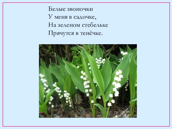 Белые звоночки У меня в садочке, На зеленом стебельке Прячутся в тенёчке.