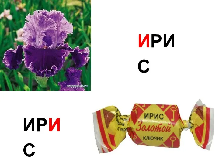 ИРИС ИРИС