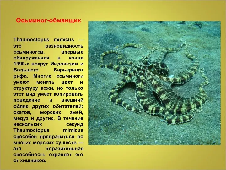 Осьминог-обманщик Thaumoctopus mimicus — это разновидность осьминогов, впервые обнаруженная в