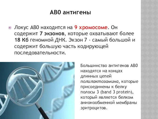 АВ0 антигены Локус AB0 находится на 9 хромосоме. Он содержит