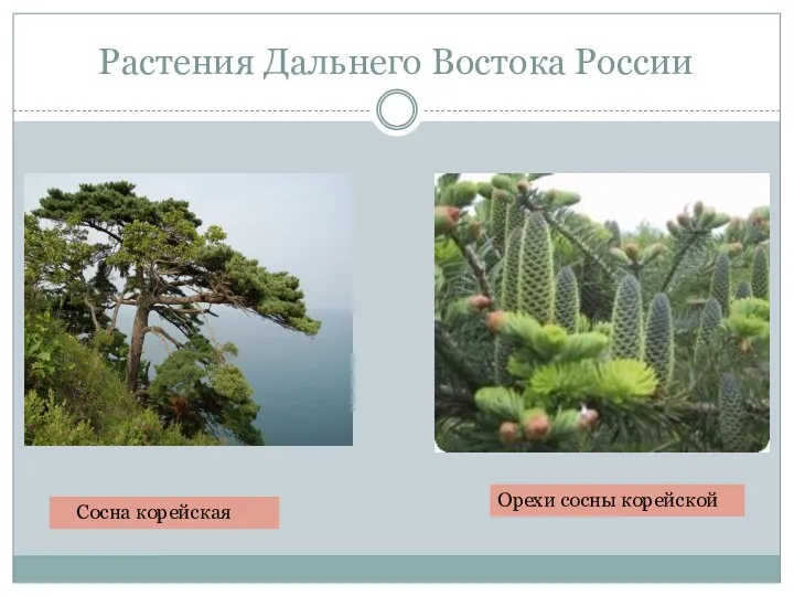 Растения Дальнего Востока России Сосна корейская Орехи сосны корейской
