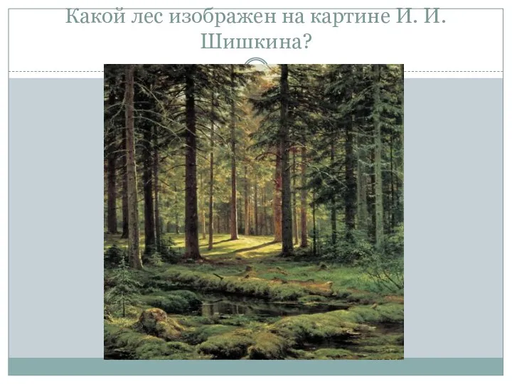 Какой лес изображен на картине И. И. Шишкина?