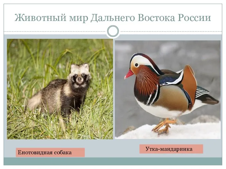 Животный мир Дальнего Востока России Енотовидная собака Утка-мандаринка