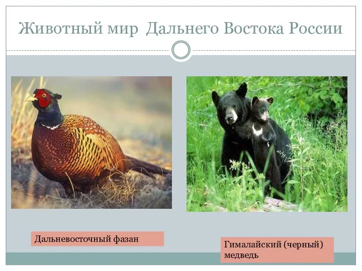 Животный мир Дальнего Востока России Дальневосточный фазан Гималайский (черный) медведь