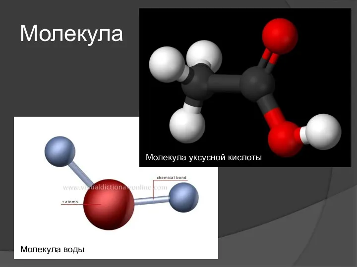 Молекула Молекула воды Молекула уксусной кислоты