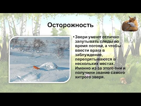 Осторожность Звери умеют отлично запутывать следы во время погони, а чтобы ввести врага