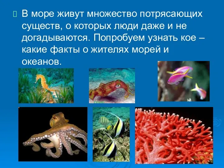 В море живут множество потрясающих существ, о которых люди даже и не догадываются.