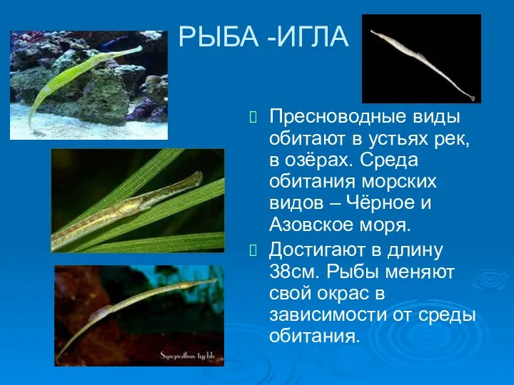 РЫБА -ИГЛА Пресноводные виды обитают в устьях рек, в озёрах. Среда обитания морских