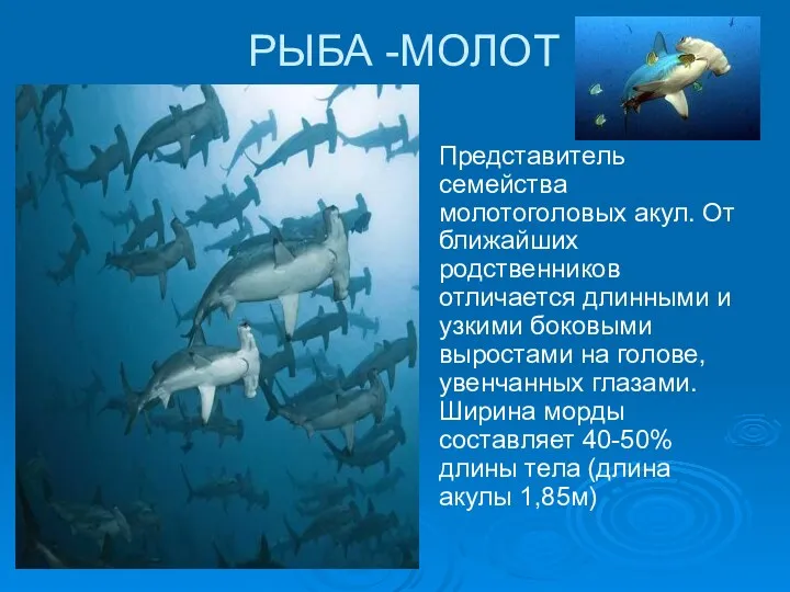 РЫБА -МОЛОТ Представитель семейства молотоголовых акул. От ближайших родственников отличается