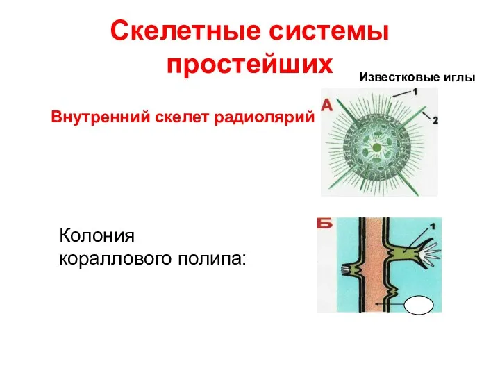 Скелетные системы простейших Внутренний скелет радиолярий Колония кораллового полипа: Известковые иглы