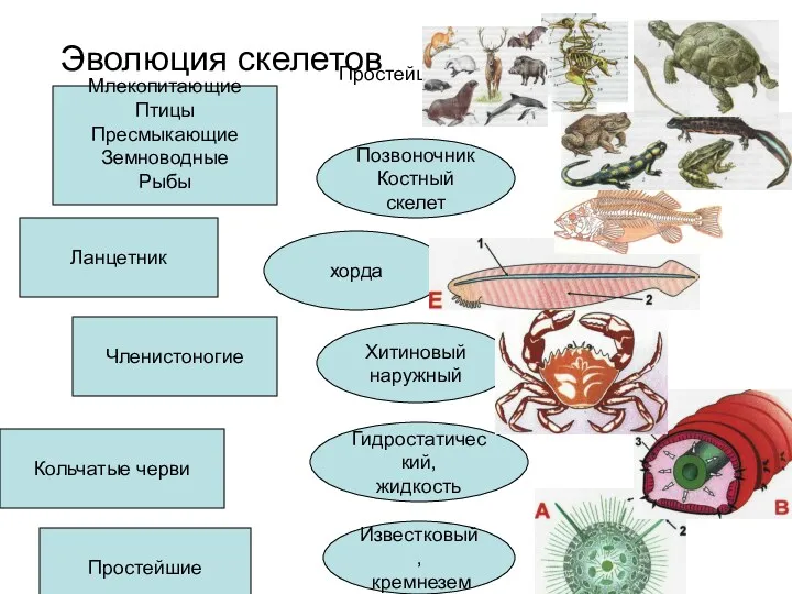 Простейшие Простейшие Ланцетник Кольчатые черви Млекопитающие Птицы Пресмыкающие Земноводные Рыбы