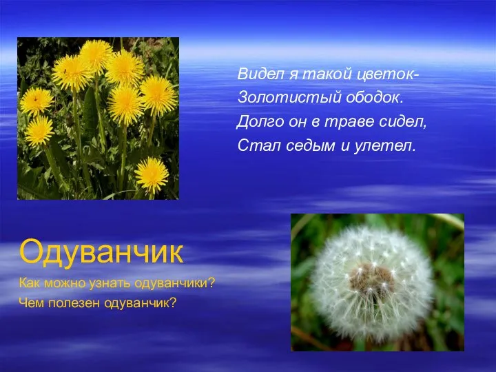 Видел я такой цветок- Золотистый ободок. Долго он в траве