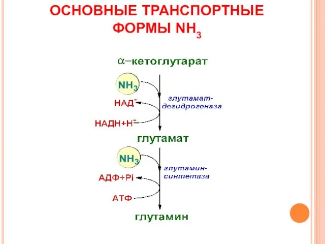 ОСНОВНЫЕ ТРАНСПОРТНЫЕ ФОРМЫ NH3