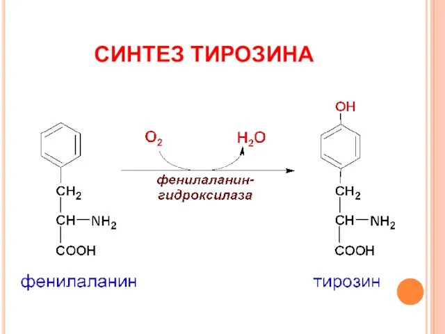 СИНТЕЗ ТИРОЗИНА