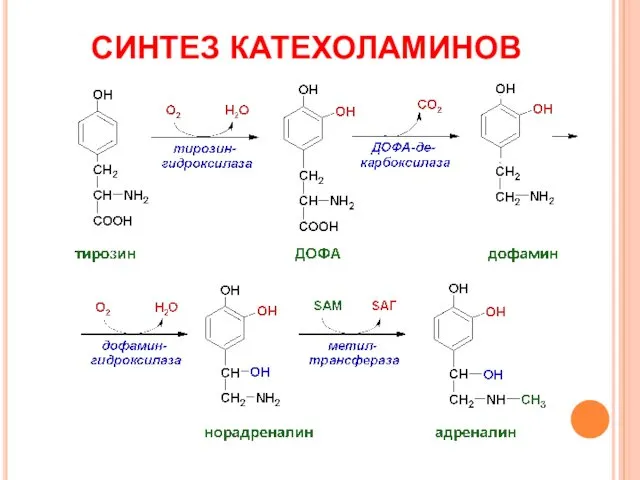 СИНТЕЗ КАТЕХОЛАМИНОВ