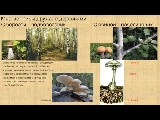 Многие грибы дружат с деревьями: С березой – подберезовик. С осиной – подосиновик.