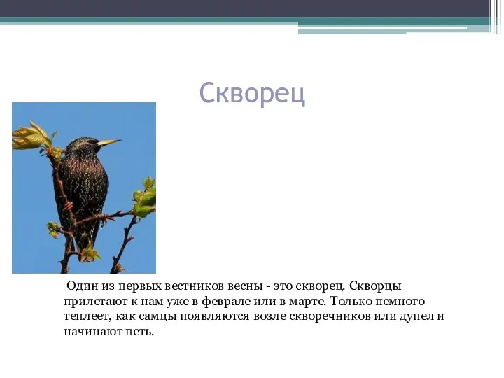 Скворец Один из первых вестников весны - это скворец. Скворцы