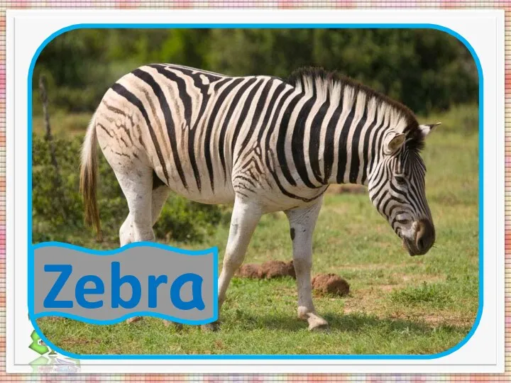 Zz Zebra