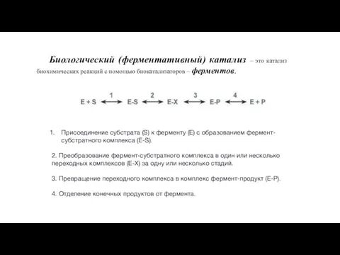 Биологический (ферментативный) катализ – это катализ биохимических реакций с помощью